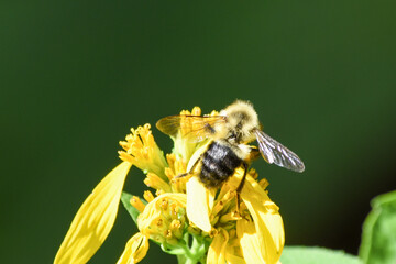 bee on flower © Rachel