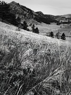 Cloudy foothill meadow with grass and distant mountains