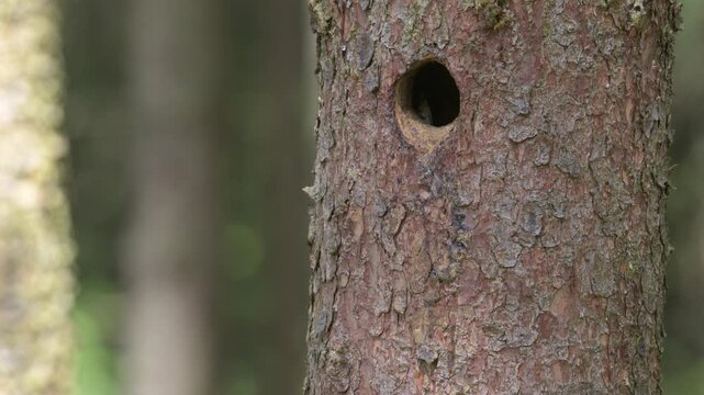 Great spotted woodpecker male feeding chicks at the nest hole in stem