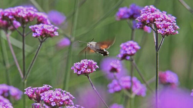hummingbird hawk-moth (Macroglossum stellatarum) flying around and pollinating flowers in slow motion