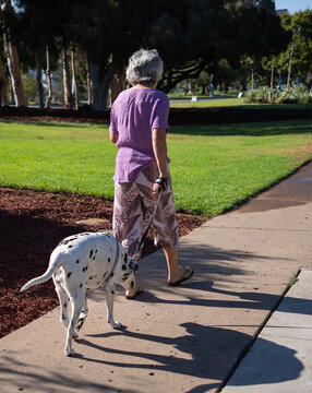 Senior woman enjoying companionship walking dalmatian dog on park sidewalk