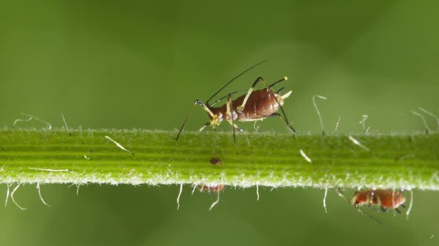 aphids hanging on a plant stem sucking