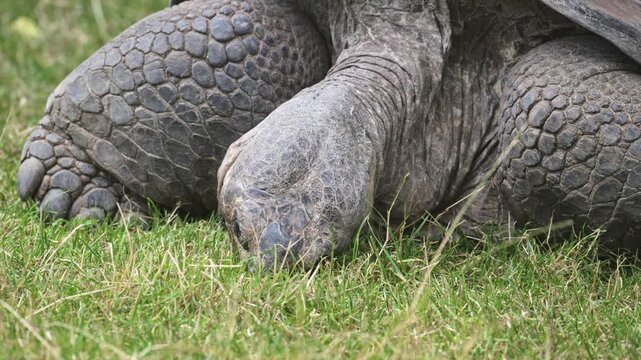 Galapagos giant tortoise (Chelonoidis niger) grazing on grass