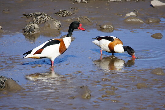 Pair of Common Shelducks (Tadorna tadorna) foraging in the mudflats along the River Coquet, Warkworth, Northumberland, England