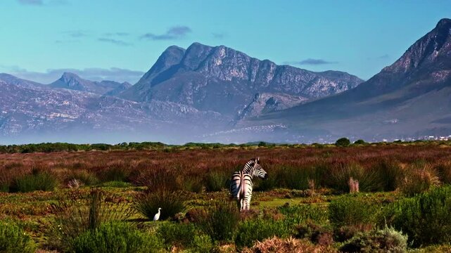 A lone zebra and a cattle egret on a private game reserve, with the spectacular Kleinmond mountains in the background in the Overstrand region of South Africa near Cape Town on the Garden Route.