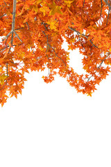 Obraz premium autumn maple leaves on transparent
