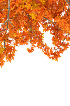 autumn maple leaves on transparent