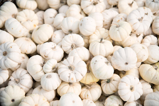 Aesthetic pumpkin background with neutral pastel tones. Halloween and thanksgiving natural wallpaper. Top view pattern. Minimalist white natural fall backdrop.