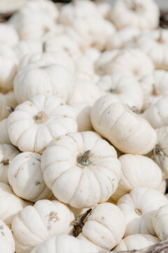 Minimalist pumpkin background. Minimalist halloween and thanksgiving wallpaper. Traditional festive autumn backdrop in pastel neutral tones.