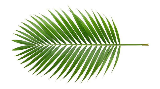Green palm frond leaf isolated on transparent background