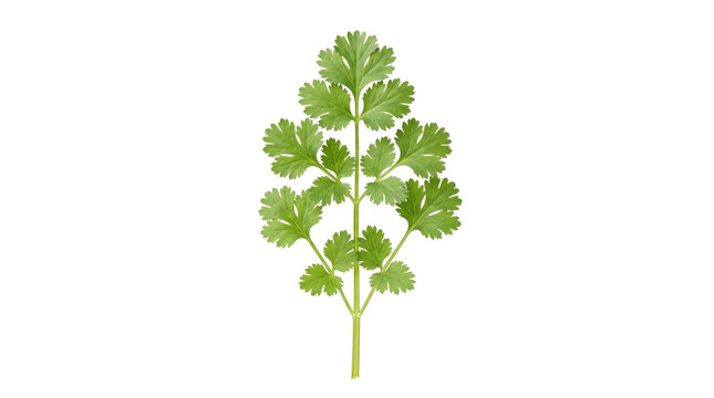 Fresh green coriander cilantro sprig on transparent background