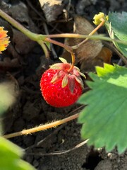 wild strawberry in the forest © Daria