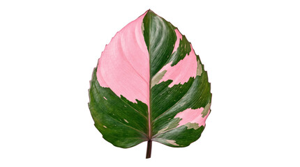 Variegated pink princess philodendron leaf cutout © BTG