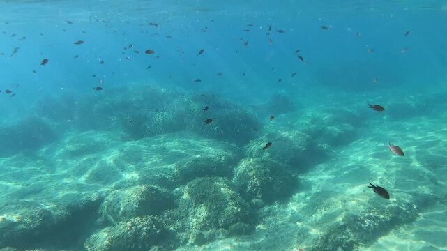 Underwater GoPro video capturing lush Posidonia seagrass swaying on the seabed, transitioning upward to reveal the scenic rocky cliffs of Massa Lubrense along the Sorrento Peninsula