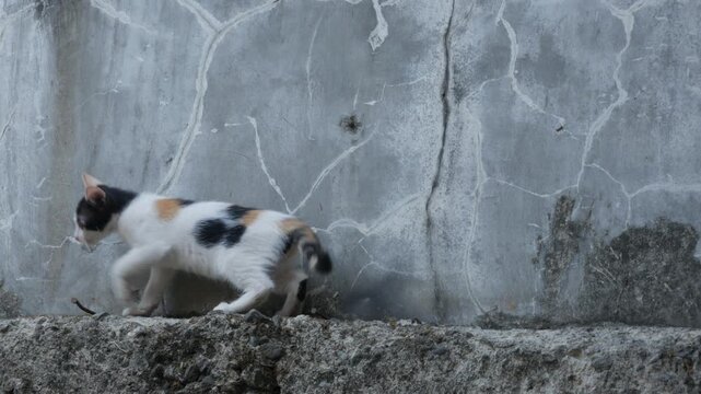 Calico Cat Sitting and Looking at a Cracked Concrete Wall Outdoors