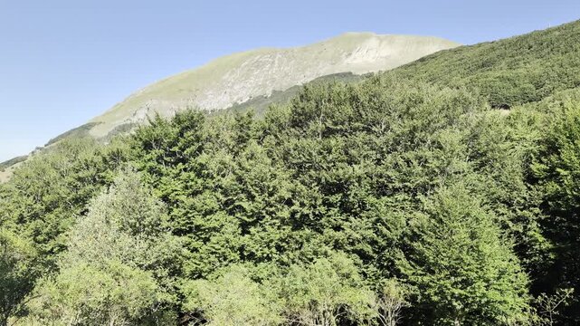 Fitto bosco verde con vetta montuosa rocciosa sullo sfondo