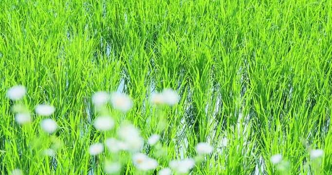 青々とした水田と田園風景