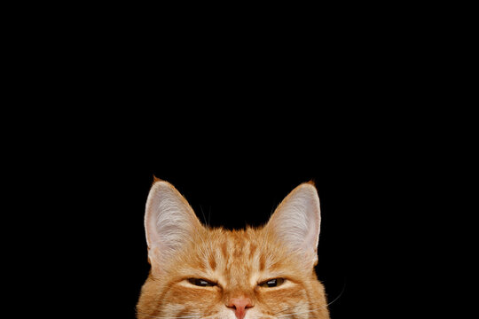 Ginger cat peeks upward from bottom edge with suspicious narrowed eyes, top of head and ears rise against black background, wary gaze suggests distrust while watching someone closely