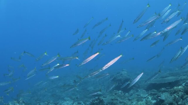 School of Yellowtail Barracuda Sphyraena flavicauda Swimming Above Tropical Coral Reef in the Philippines, Schooling Fish in the Coral Triangle