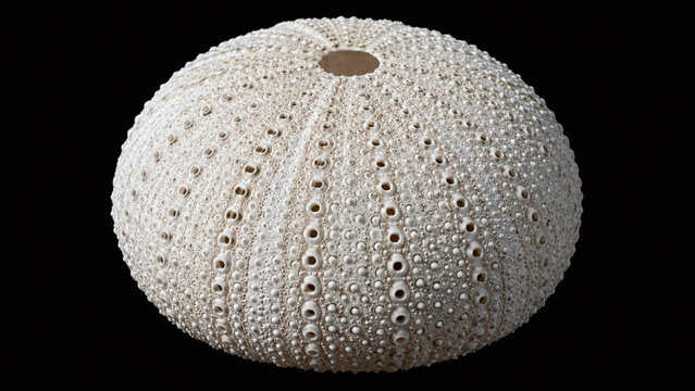 Sea urchin test shell three-quarter view macro with perfect geometric ambulacral pore pair pattern on pale cream calcium carbonate dome on black background