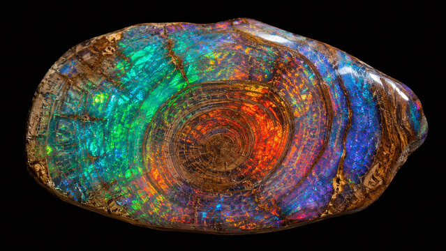 Polished opalized wood specimen macro with vivid opal fire colour play of blue-green orange-red gold within preserved wood grain growth ring structure on black background