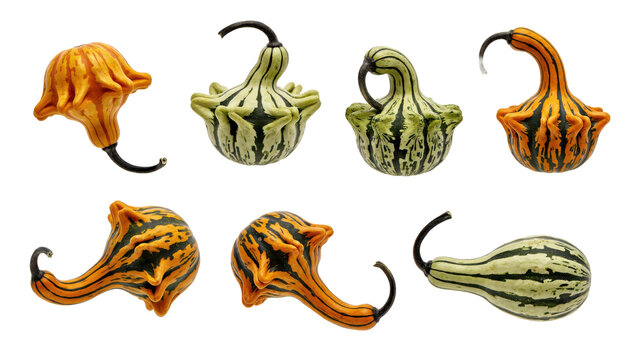 Collection of assorted ornamental gourds with unique shapes and striped patterns in various fall colors isolated on a transparent background