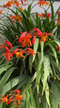 Orange crocosmia flowers blooming with green leaves in garden