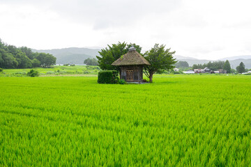 夏の緑に包まれた小さな神社 © 阿部 賢治