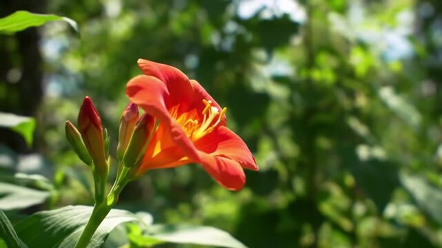 Orange trumpet flower blooming in a sunny garden