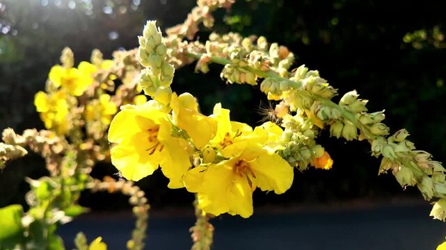 Bright yellow mullein flowers on the stem with dark background.