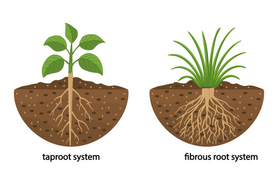 Taproot and fibrous root system plant example comparison educational plant part description with main large central root and thin branching system, biology explanation handout, vector illustration