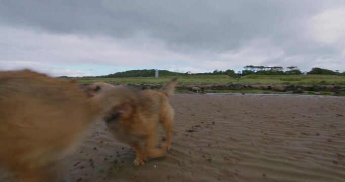Two border terriers play on Scottish beach
