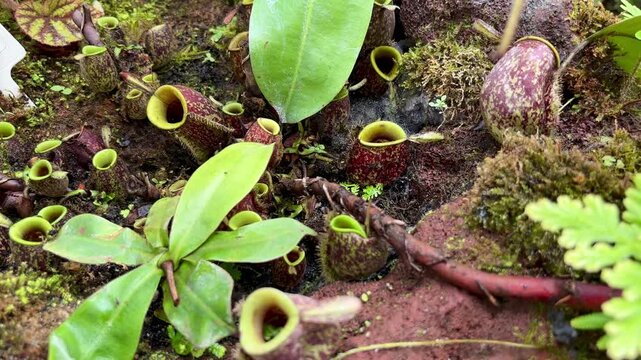 Cluster of Nepenthes ampullaria pitcher plants growing in mossy soil, tropical carnivorous flora in botanical terrarium display.
