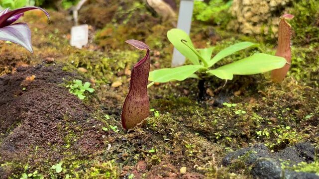 Nepenthes rafflesiana pitcher plant trap covered by lid, growing amongst green ferns Selaginella in moist tropical terrarium.