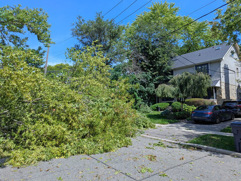 Broken tree following a severe wind storm, blocking street