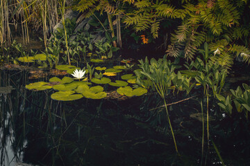 Fototapeta premium Wetland or pond biotope. white water lily (Nymphaea alba) on green pads. Dark reflective water, mirroring the dense surroundings. Lush aquatic vegetation with pontederia (pickerelweed) and ferns