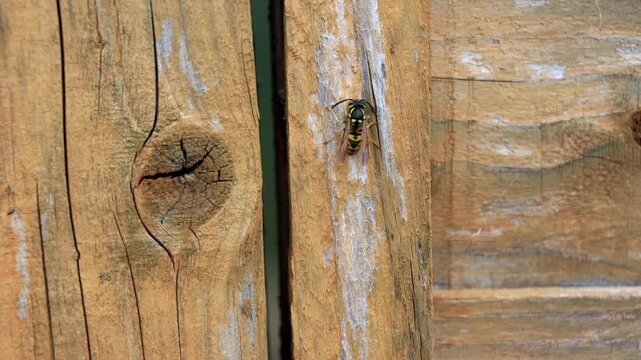 A yellow wasp (often referred to as a paper wasp or yellowjacket) perched on the surface of an old, weathered wooden fence. 
