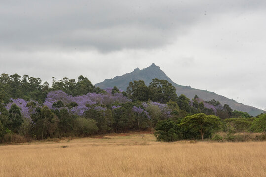A scenic landscape view features a cluster of vibrant purple jacaranda trees blooming amid a green forest and a dry grassy field, with a sharp mountain peak under an overcast sky in Eswatini.