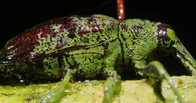 Close up of a weevil with a Cordyceps fungus (Ophiocordyceps curculionum) growing out of its body, clinging to a plant stem in the rainforest, Napo province, Ecuador.