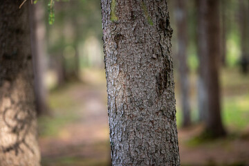 Fototapeta premium Treesin the forest in Corvara in Alta Badia valley, Dolomites , Trentino, Alto Adige, Sudtirol, South Tyrol, Italy 