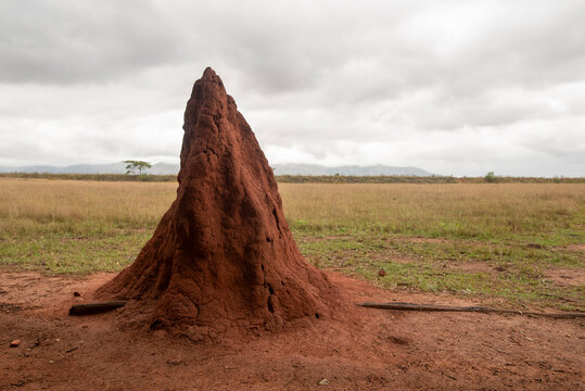 A large, conical termite mound built from vibrant red clay soil stands prominently in a grassy savanna field under a dramatic cloudy sky in Eswatini.