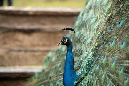 A male Indian peafowl fans out its magnificent, colorful tail feathers in a courtship display toward a female peahen standing on a grassy lawn in Eswatini.