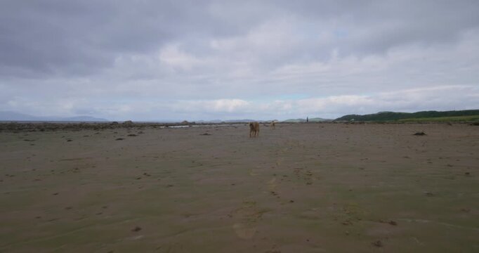 Cinematic shot of border terriers running towards camera on the beach