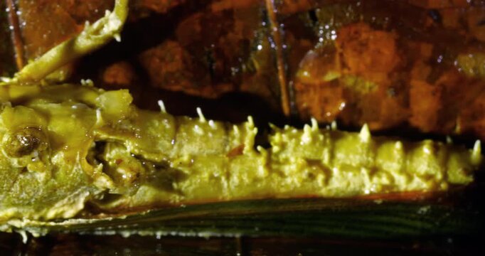 A dead grasshopper  infected with a parasitic Cordyceps fungus, Napo province, Ecuador.