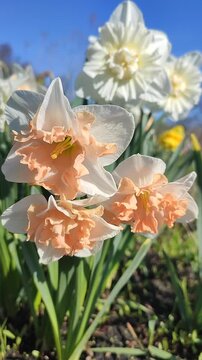 White orange pink blooming daffodils flowers growing in ground on background of green leaves and blue sky on sunny spring day. Flowers narcissus with petals inflorescence. Bulbous perennial Vertical