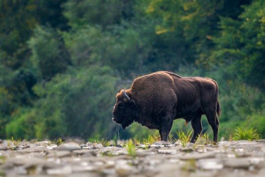 European Bison - Bison bonasus, large European even-toed ungulate native to North and East European forests and woodlands, Poland.