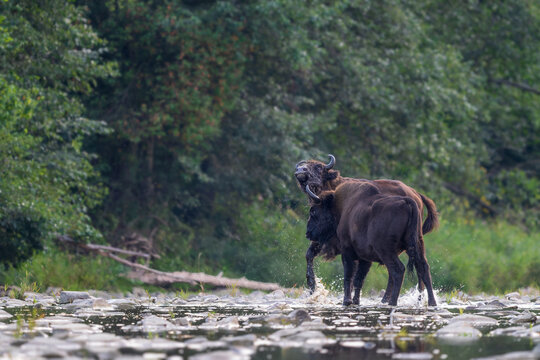 European Bison - Bison bonasus, large European even-toed ungulate native to North and East European forests and woodlands, Poland.