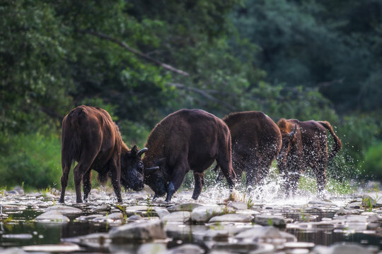 European Bison - Bison bonasus, large European even-toed ungulate native to North and East European forests and woodlands, Poland.