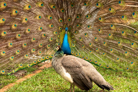 A male Indian peafowl fans out its magnificent, colorful tail feathers in a courtship display toward a female peahen standing on a grassy lawn in Eswatini.