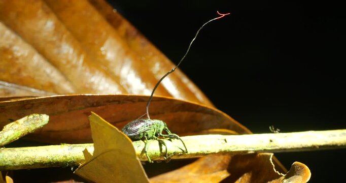 Fruiting body of a Cordyceps fungus (Ophiocordyceps curculionum) growing out of the body of a weevil (Curculionoidae),  clinging to a plant stem in the rainforest, Napo province, Ecuador.